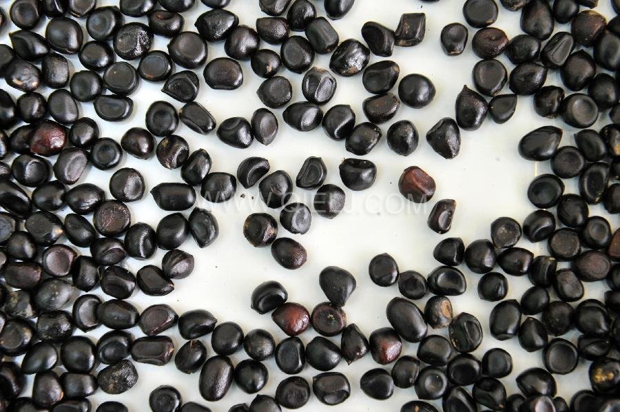 牡丹籽油設備 牡丹籽油榨油精煉生產線(圖2)